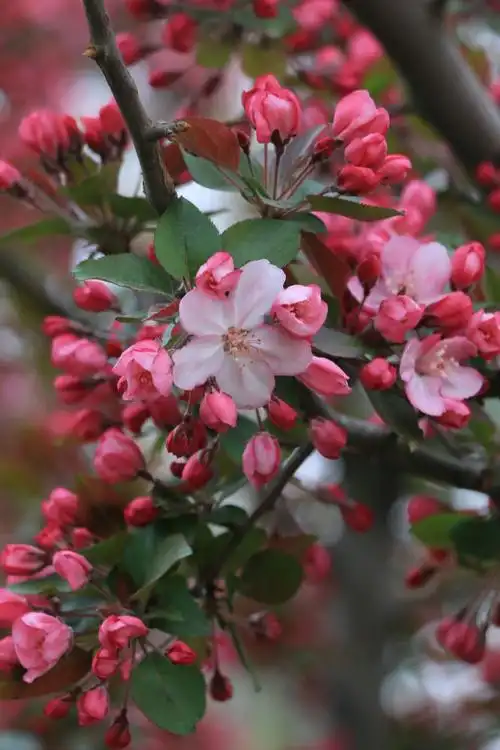 这海棠花好看吧!