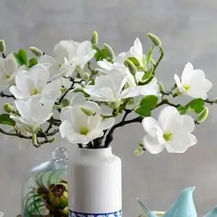 白玉兰干枝插水开花带花苞水培植物鲜切好养室内遇水开花浓香型