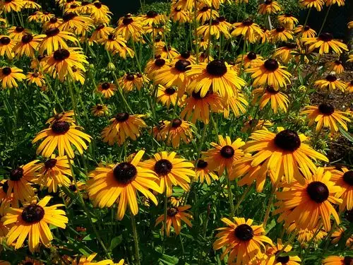 black eyed susan,flower,flowers,garden,gardening,summer,bloom