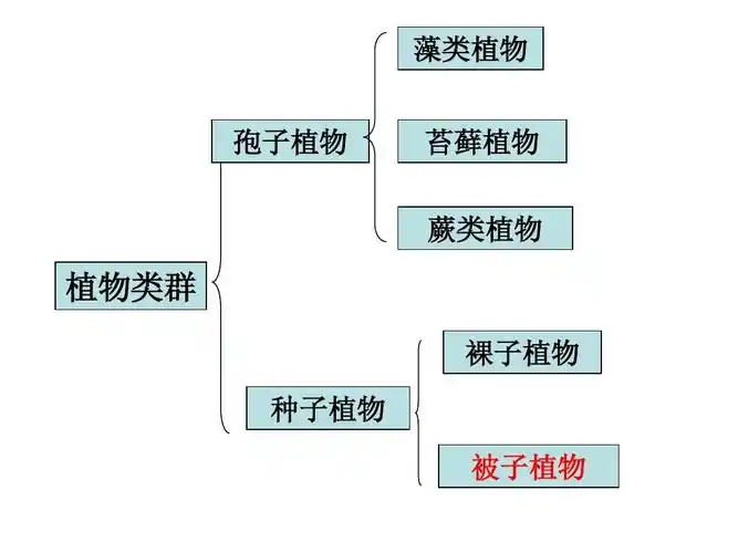 专题五:被子植物一生复习课件答案ppt