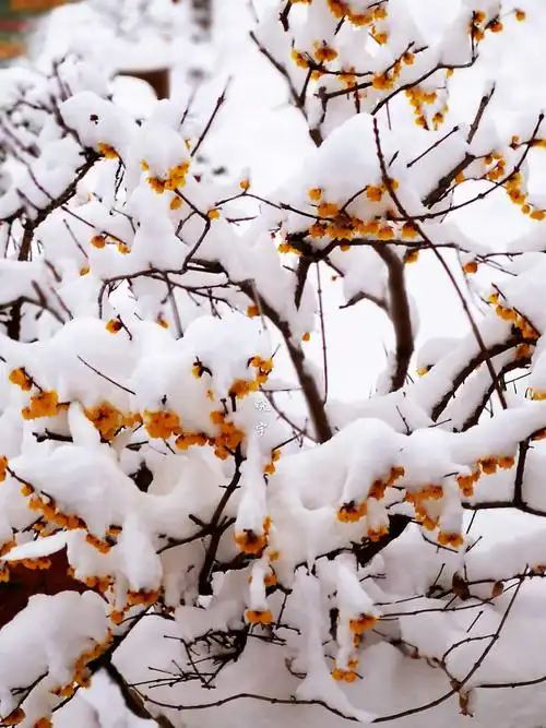 雪中腊梅 梦中情人