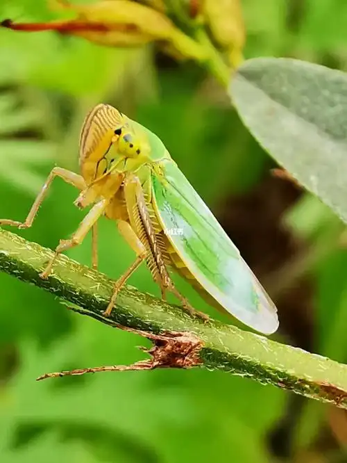 小绿叶蝉_绘画_兴趣爱好_绘画