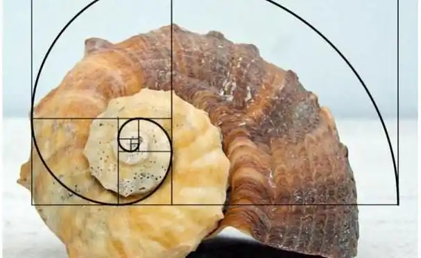 是的,鹦鹉螺外壳的切面,就是一个天然的斐波那契数列!