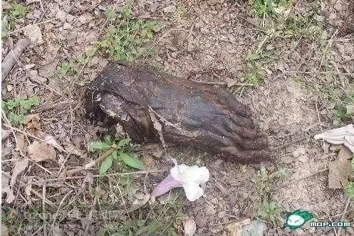 【极度震惊】『流浪汉叫人剁双脚.三日竟无人问津!