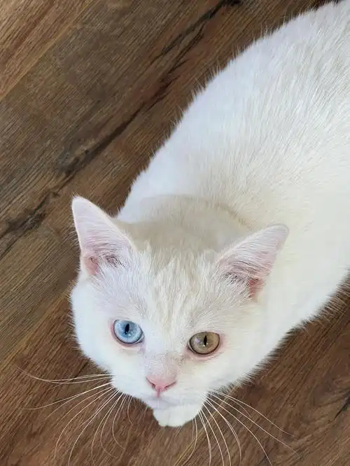 谁家没有个白胖子,奇形怪状猫#白猫  #异瞳猫  #异瞳白猫  #纯白鸳鸯