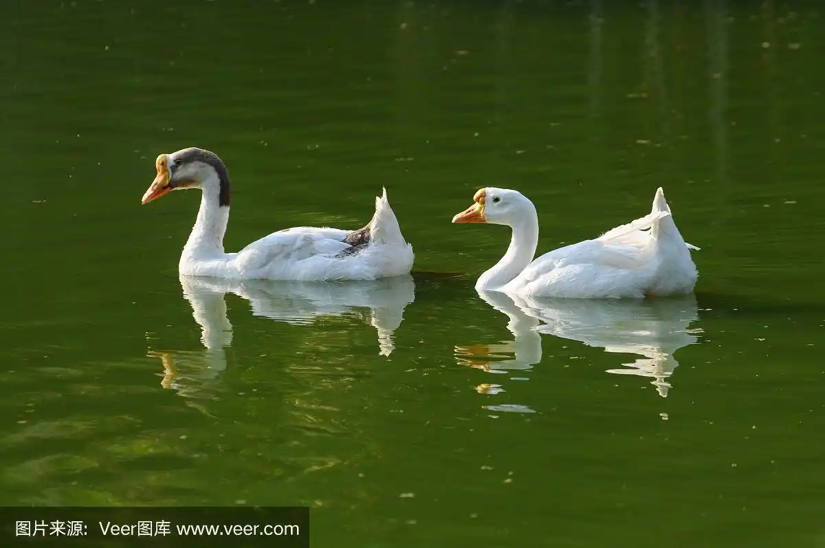 两只鹅在绿色的水里游泳