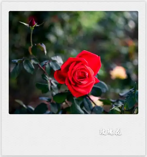 铿锵玫瑰是什么意思(铿锵玫瑰,是什么意思)_大全-幸福起航