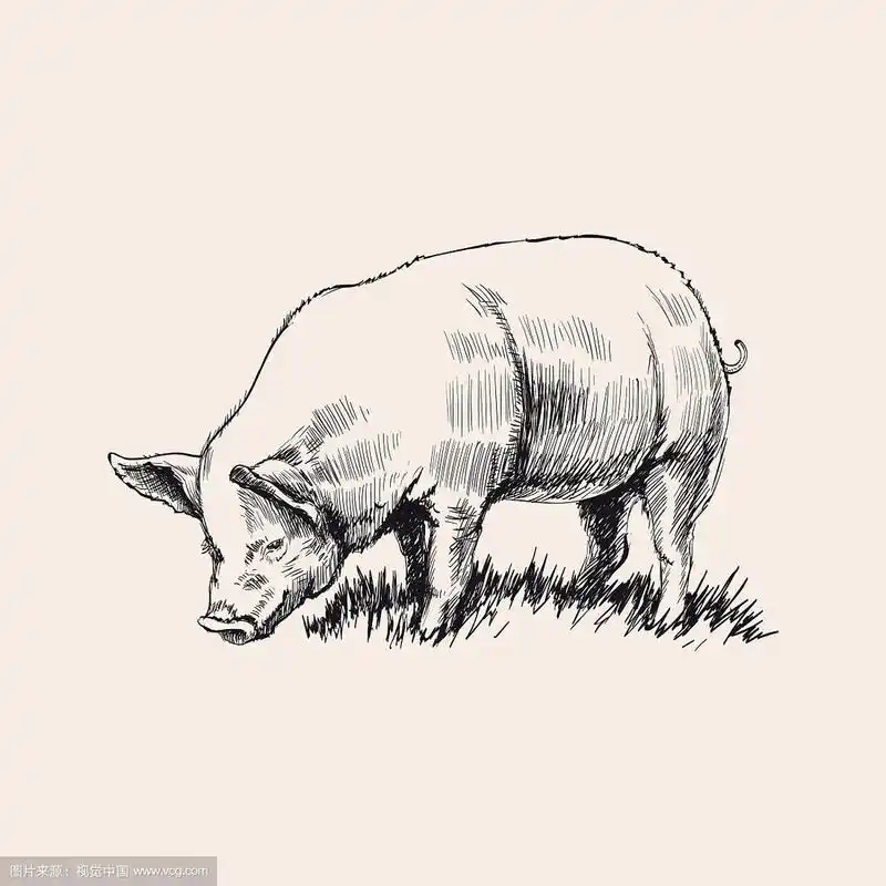 手绘素描猪
