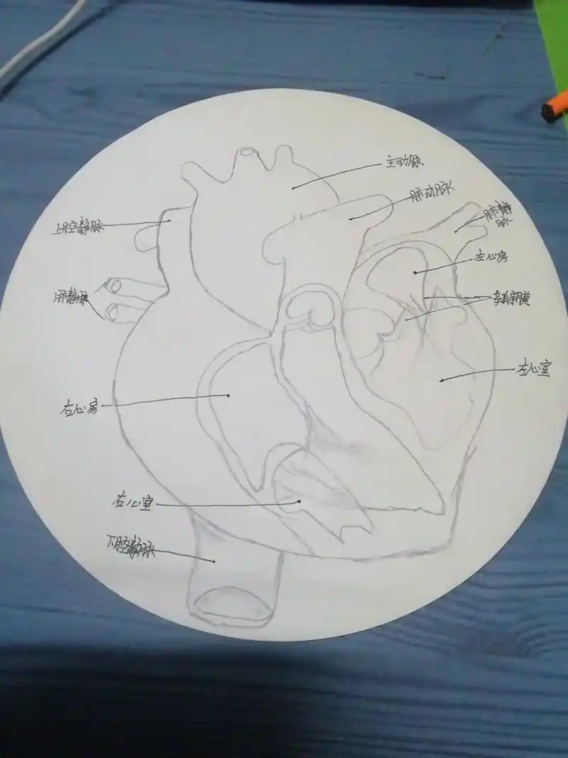 七年级下册生物心脏结构图怎么画