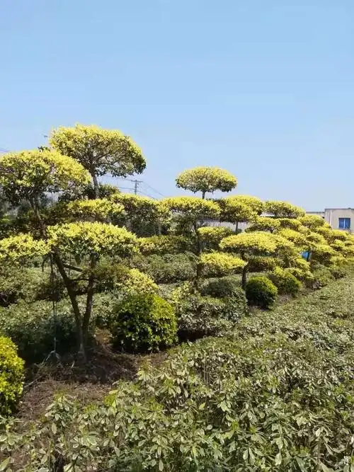 金禾女贞造型金禾女贞造型日本红枫北美海棠北美海棠基地一角