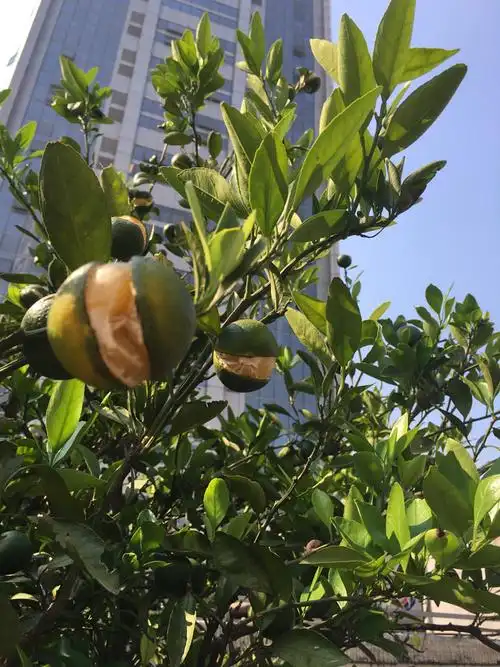 橘子裂开了.请问老师这是什么原因