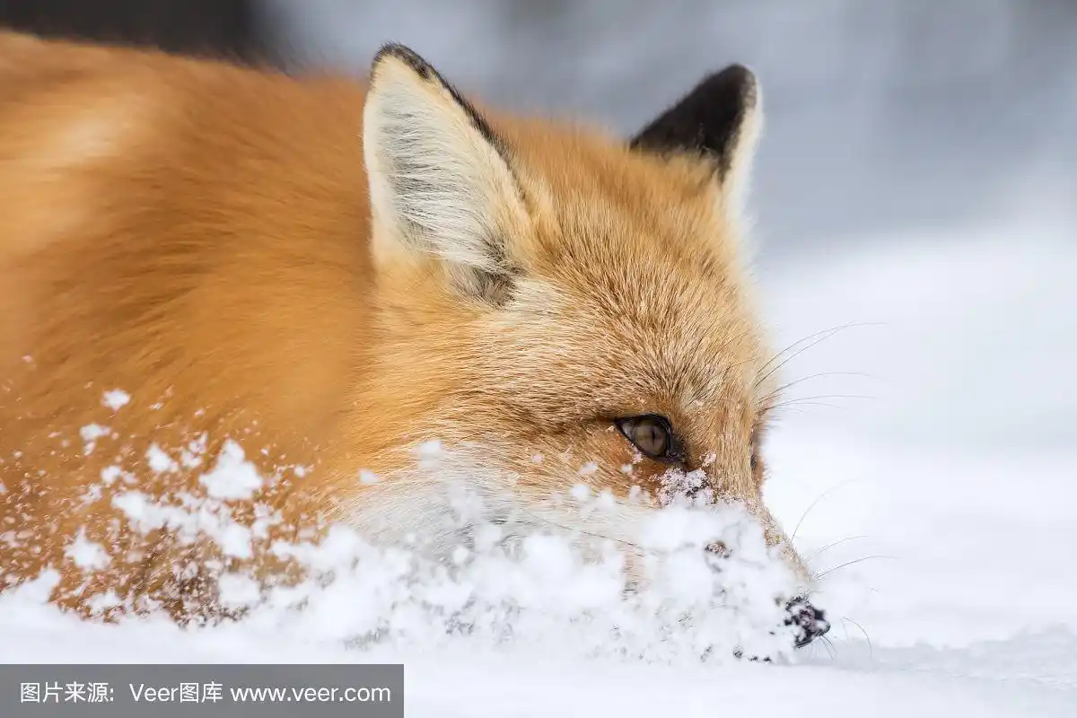 红狐狸,vulpes vulpes