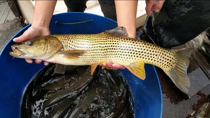 第三种;金沙鲈鲤芝麻剑,学名斑鱯,是一种非常珍贵的淡水鱼种,全身无磷
