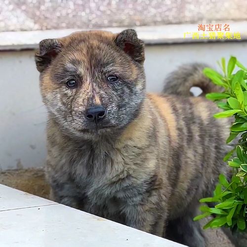 纯种中华田园犬广西土猎犬大头虎斑打猎活体幼犬土狗五黑黄狗白面