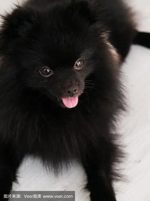 黑色博美犬可爱的宠物在家里快乐.