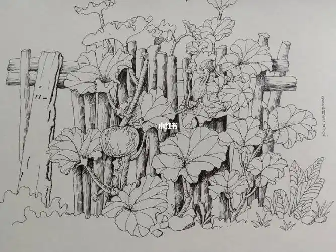 线描  #黑白线描  #南瓜  #创意线描  #线描画  #南瓜藤