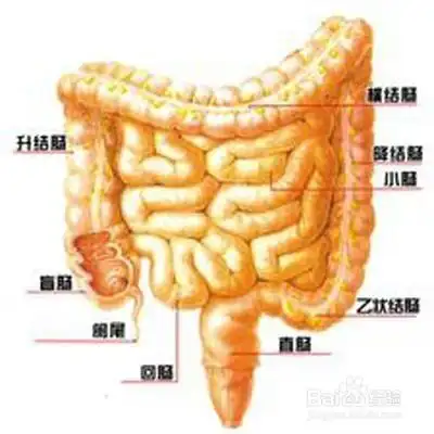 一般来讲,结肠炎早期阶段所出现的这种疼痛感在患上排便过后就会消失