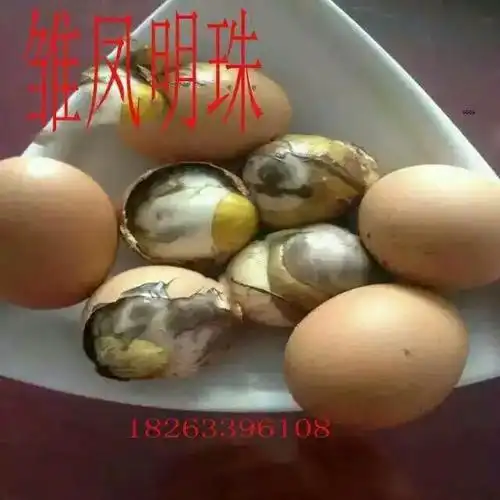 莒国正宗散养笨鸡16天毛蛋(活珠子)直销18263396108