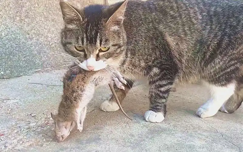 狸花猫抓老鼠,自己不吃,叼回家分享!