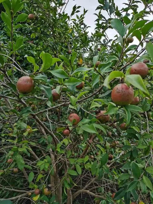 油茶树结满果子也快收获了.