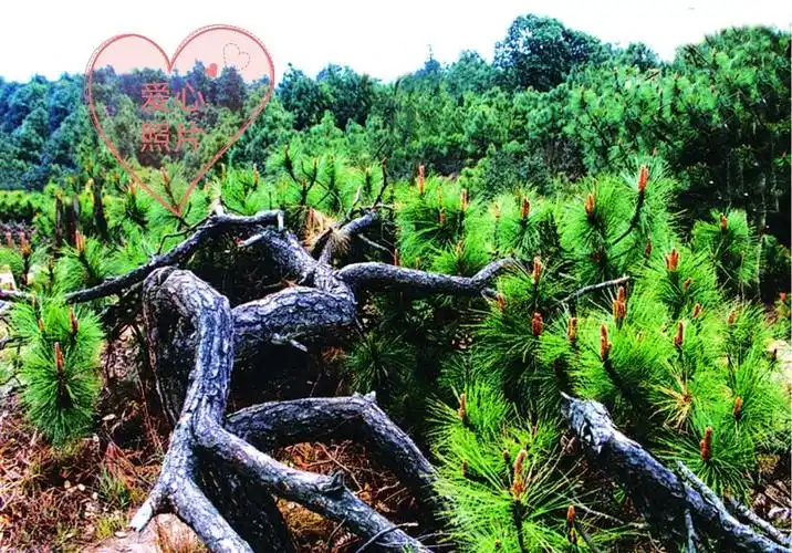 婀娜多姿珠江源 , 姹紫嫣红马雄山