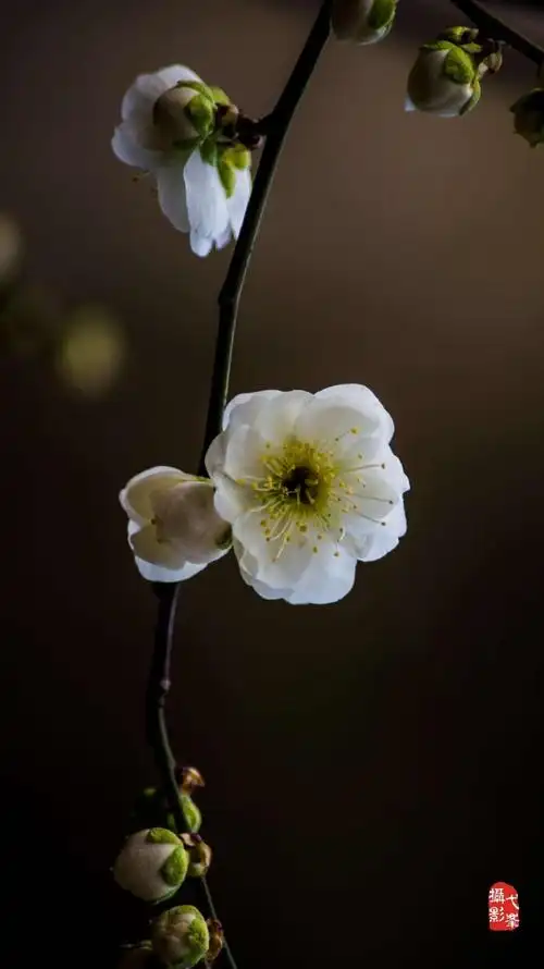 梅花傲霜雪,凌寒独自开,喜爱梅花的女子,有笑对风霜的执拗.