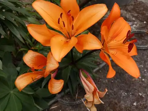 毛百合,别称卷帘百合