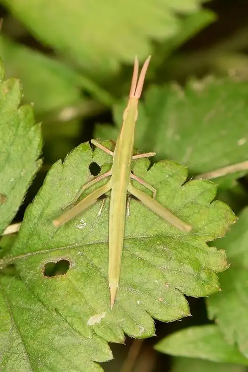 p>中华剑角蝗(学名: i>acrida cinerea /i>)是剑角蝗科,剑角蝗属昆虫