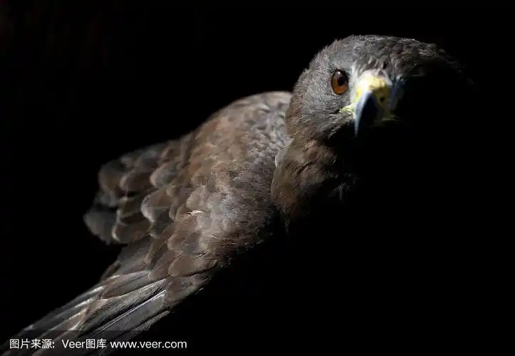黑色背景上的老鹰