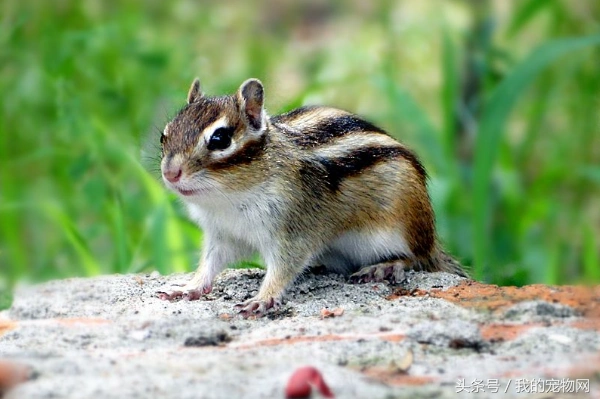 宠物松鼠品种大全,最常见的12个品种里只有它是中国特有