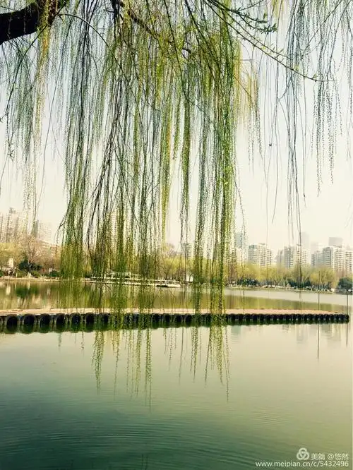 柳树—春的信使