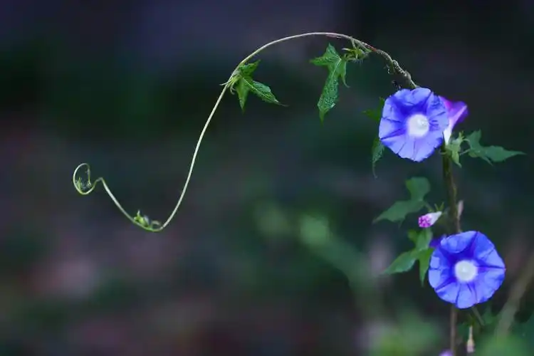 【牵牛花摄影图片】生态摄影_qz41309253_太平洋电脑网摄影部落