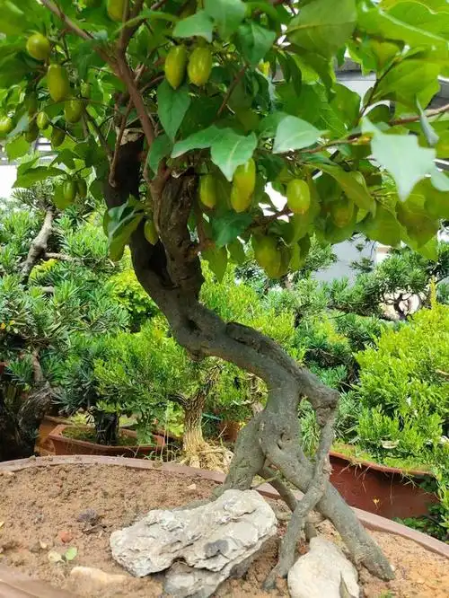 老鸦柿:挂果盆景,如何嫁接