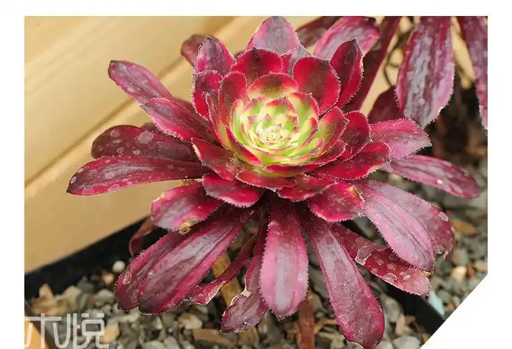 基地直销 多肉植物 黑法师锦 防辐射绿植盆栽 多肉盆栽批.