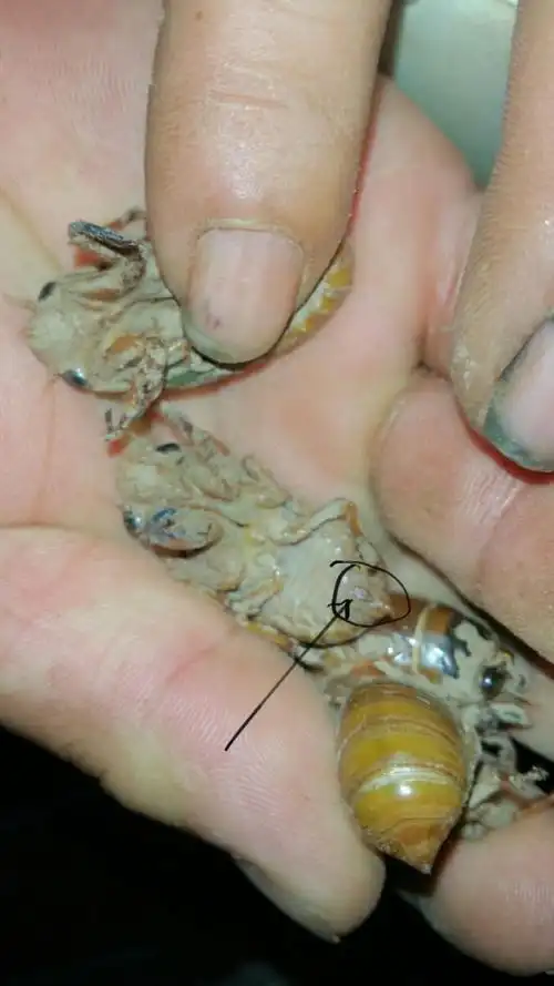 知了猴也有公母小编教你如何区分