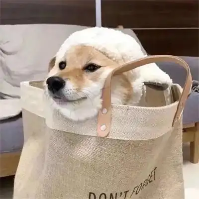 超治愈很可爱的金毛秋田狗狗头像 很适合用作微信头像的萌宠图片_动物