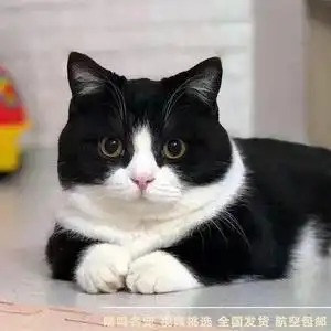英短奶牛宠物猫黑白开脸英国短毛猫幼猫幼崽血统纯正正规猫舍证书