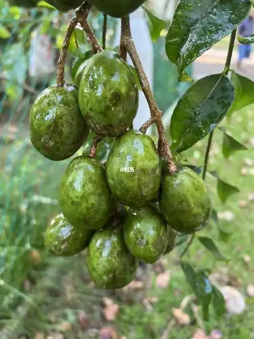 原来这便是不久前我们在punggol settlement吃白米粉时喝到的沙梨