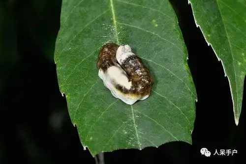 蝴蝶似枯叶,毛虫会装蛇(动物拟态)