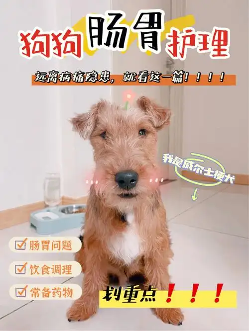 73秋冬狗狗肠胃病高发全面整理养护注意事项