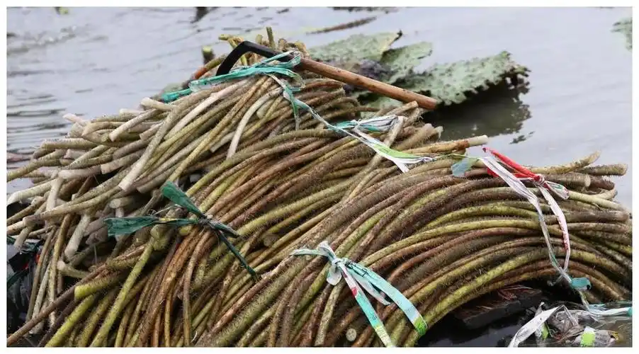 南方人都很喜欢吃藕带和芡实茎,现如今藕带的发展更好,已经在北方市场