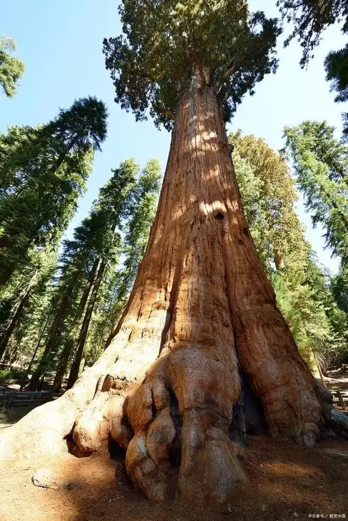 世界上最大的树,让你怀疑人生