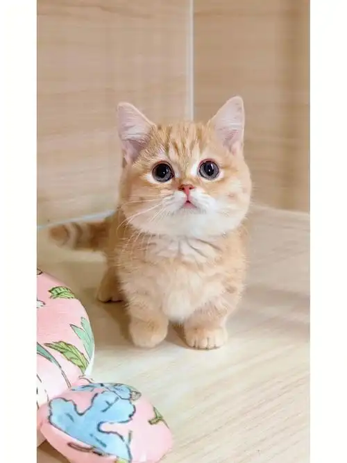 我家宠物好可爱  #曼基康矮脚猫  #矮脚猫  #曼基康  #橘色矮