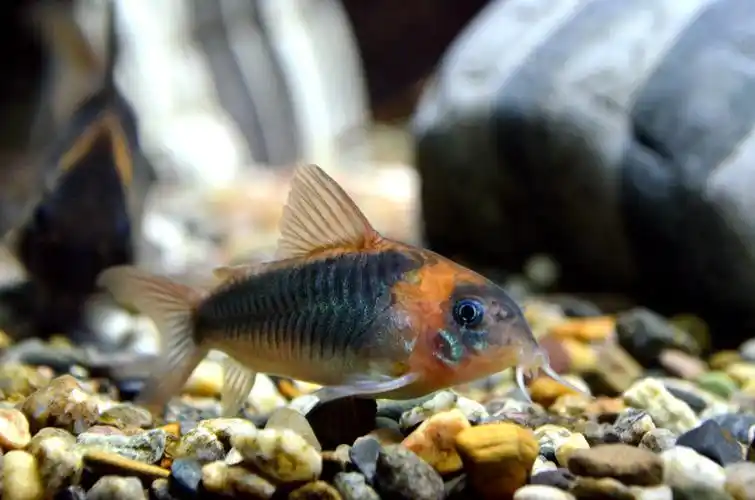 那些可爱的底栖鱼