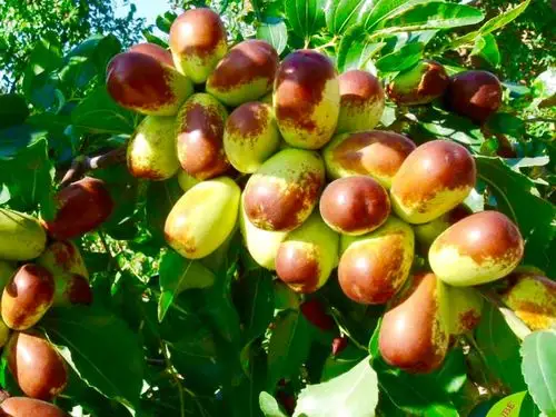 窗前有棵通天的枣树,年年结枣,甜美可口!