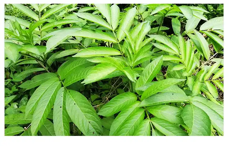 新鲜野生接骨草500g八棱麻大接骨丹陆英跌打扭伤风骨湿伤中草药材