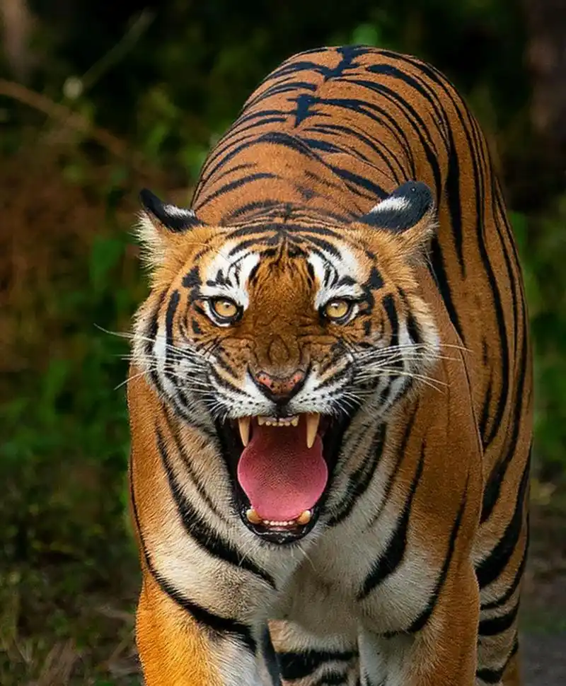 怎么分辨它是在吼叫还是在打哈欠?