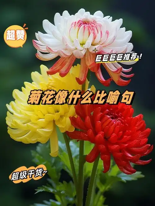 菊花像什么比喻句
