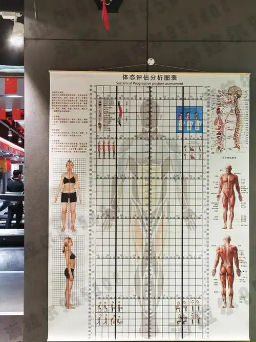 体态评估表挂式贴式体测表身体评估表瑜伽私教身体矫正网格对比