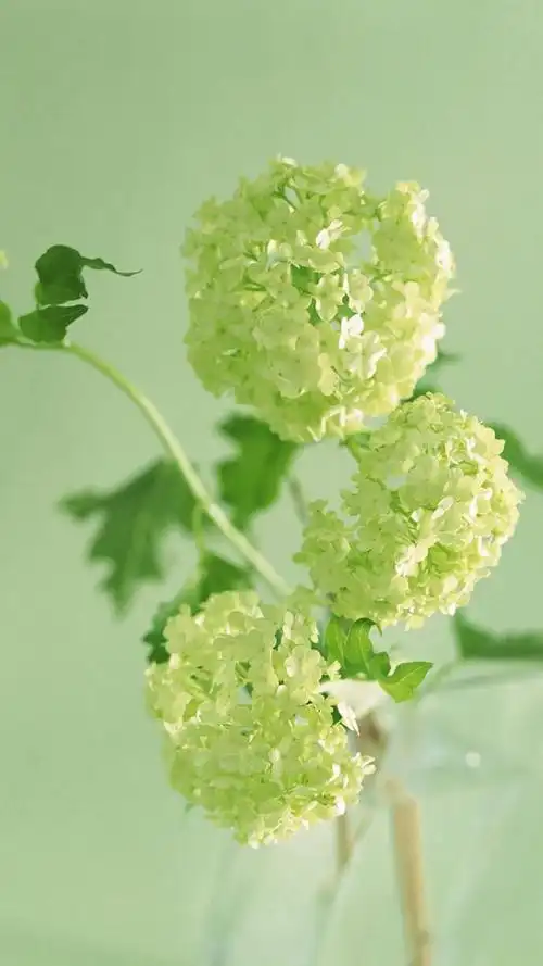 绿色治愈系植物木绣球,高清图片,手机锁屏桌面-壁纸族